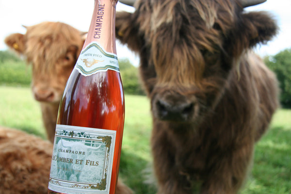 young highland cows and a bottle of champagne