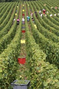 2018 - Champagne Harvest of the Century?