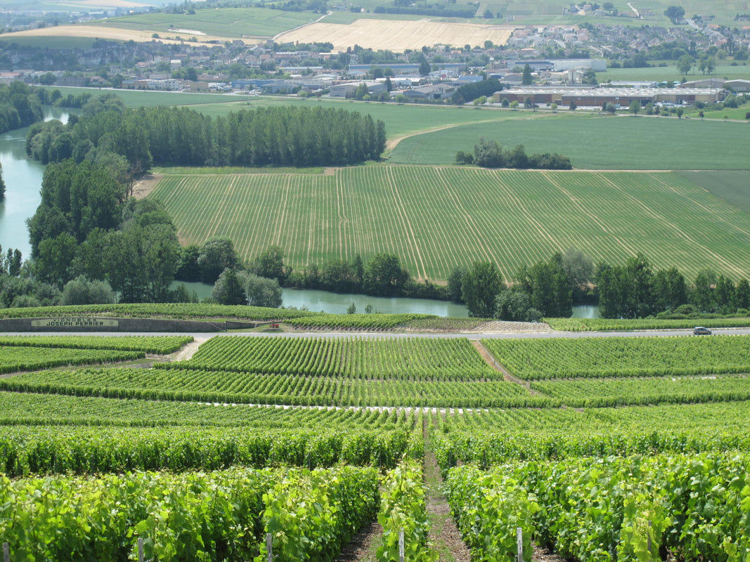View of French vineyard